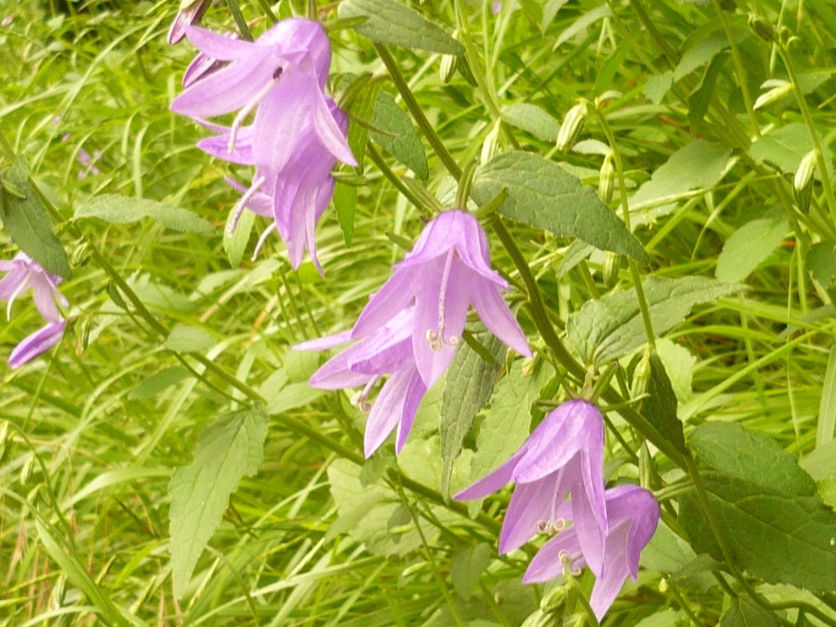 Campanula rapunculoides (Campanulaceae)